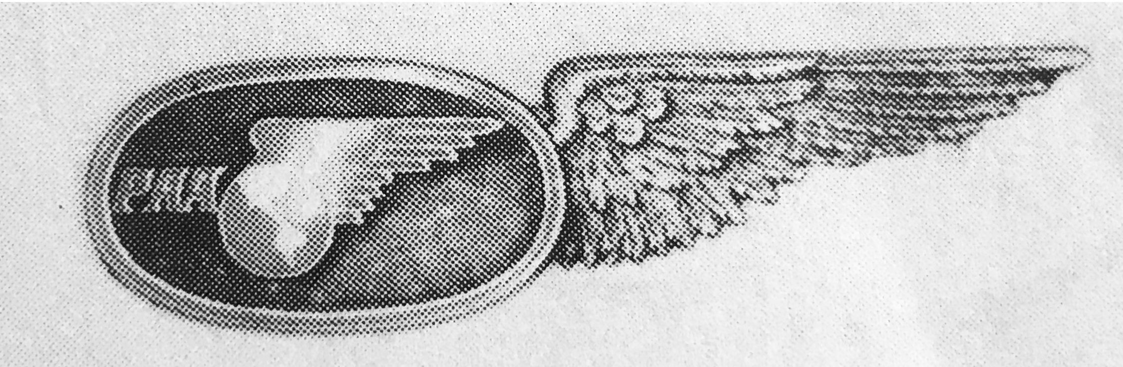 Image of Pan American Airways (PAA) (Pan American World Airways) (Pan Am) First Officer (Co-pilot) wing